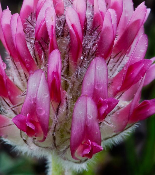 Trifolium macrocephalum, Big Head Clover.jpg